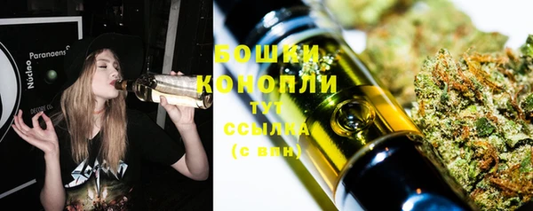 сатива Новокубанск